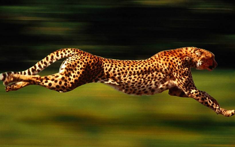 迅捷的猫科猛兽豹子图片高清特写
