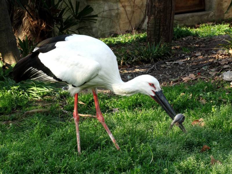 热带大型鸟类东方白鹳图片