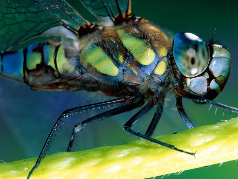 蜘蛛蜻蜓小昆虫高清组图