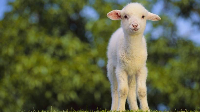 世界各地萌萌哒的萌羊羊