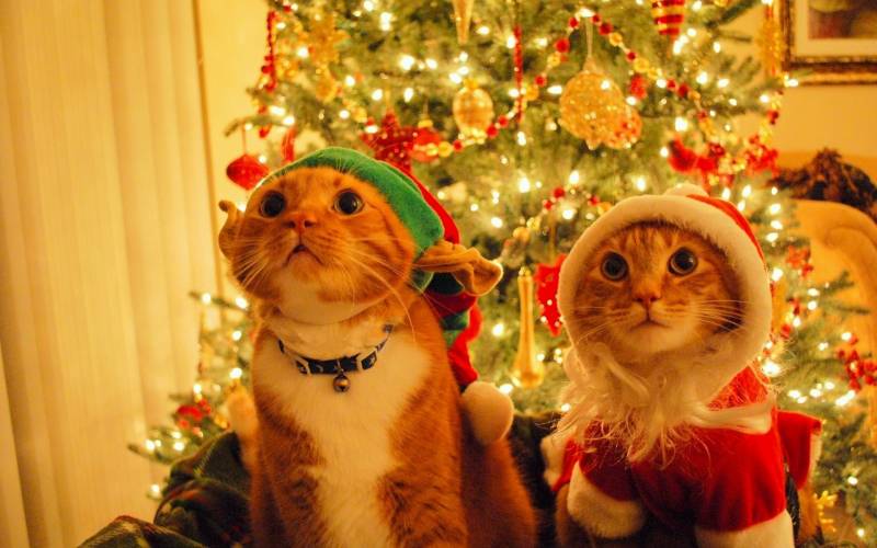 宠物猫的欢乐喜庆圣诞写真