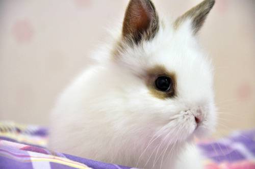 非常惹人喜爱的小兔子图片