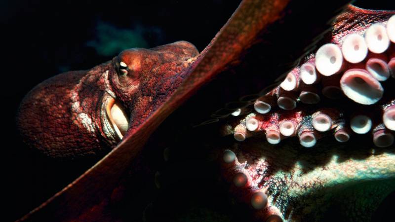 滑溜溜的章鱼特写海洋动物图片
