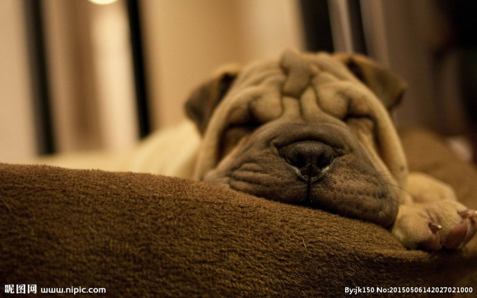 沙皮犬狗狗睡觉的图片