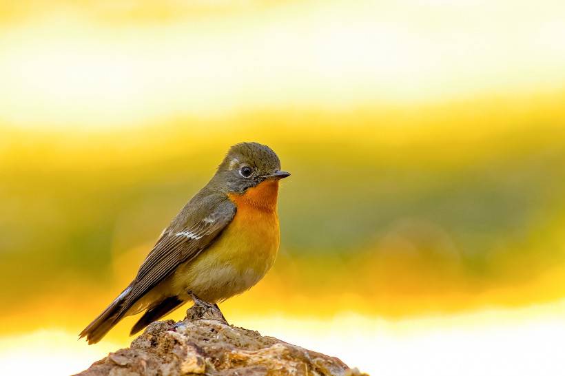 鸲姬鹟母鸟可爱图片