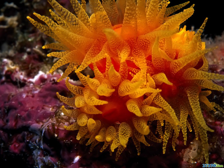 海底动物特写海底世界