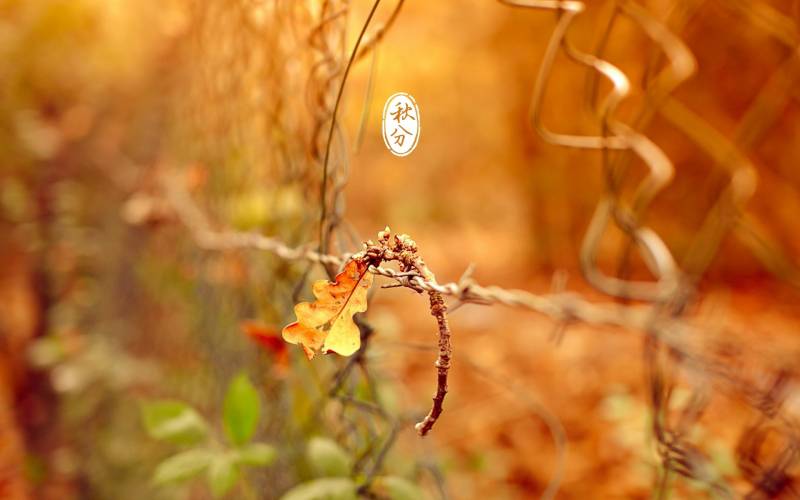 二十四节气秋分枫叶唯美风光高清图片