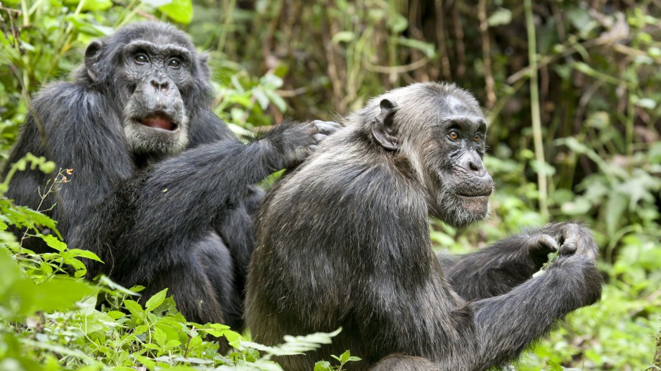 树林玩耍的可爱大猩猩图片