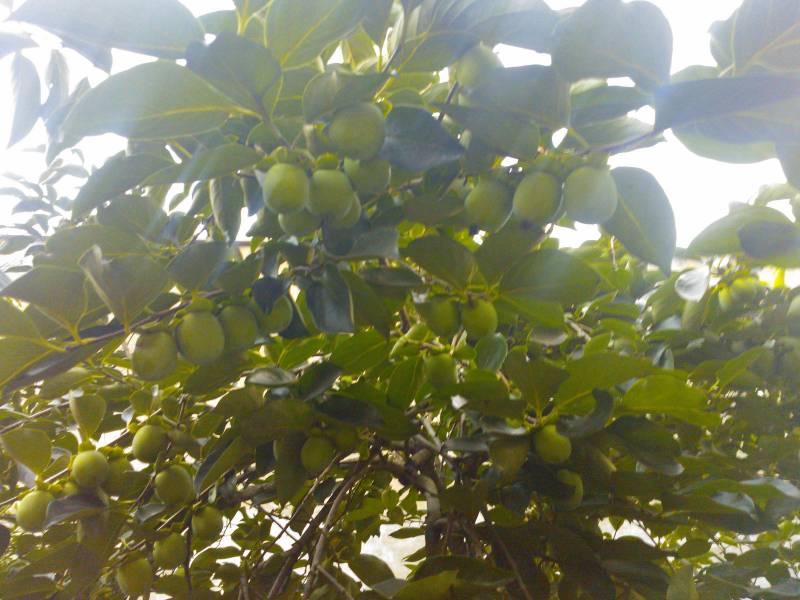 营养果实奇异果高清水果图片