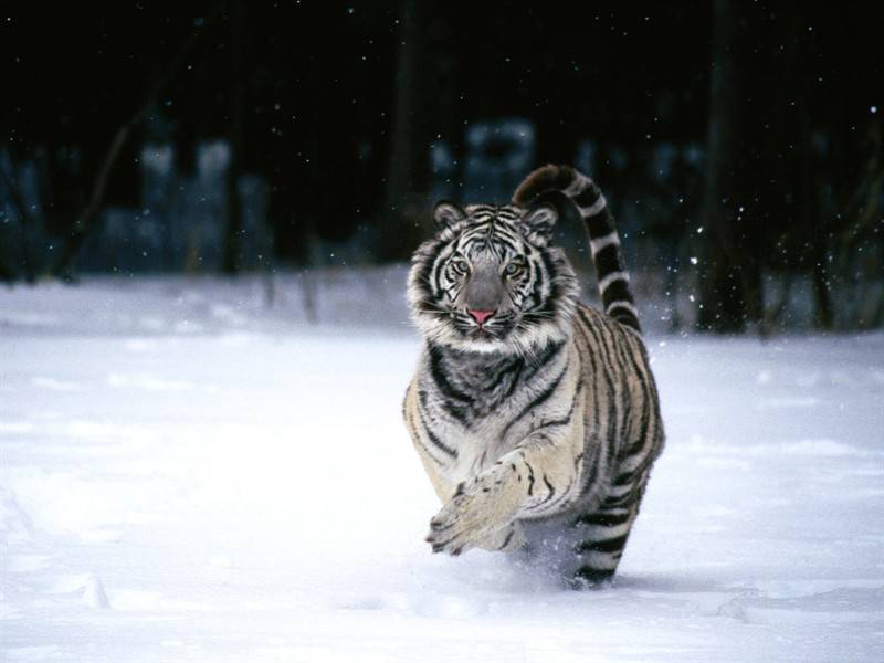 生猛老虎高清食肉动物图片