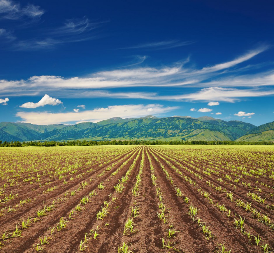 春天的田野纯净土地图片大全