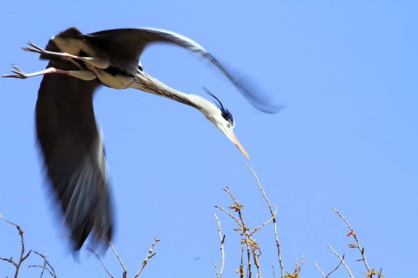 鸟类图片大全欣赏 草塘里翱翔的苍鹭