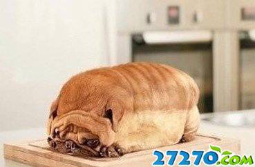 各种恶搞雷人的囧图