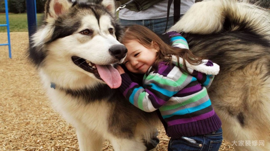小孩伴侣西伯利亚雪橇犬图片