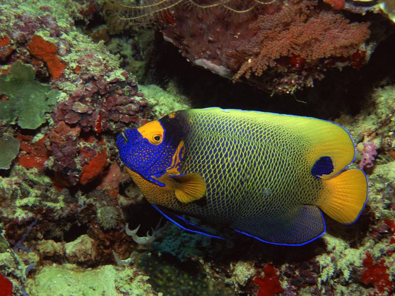 海洋世界里那些千奇百怪的海洋生物