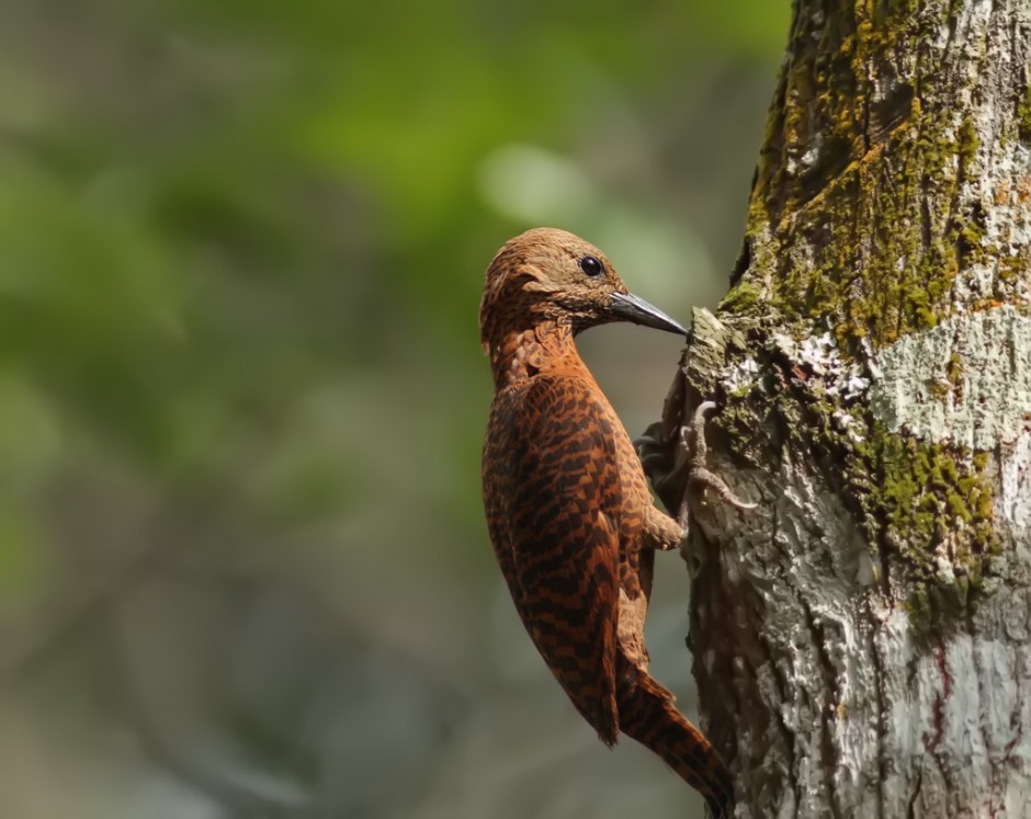 森林益鸟啄木鸟捉虫图片