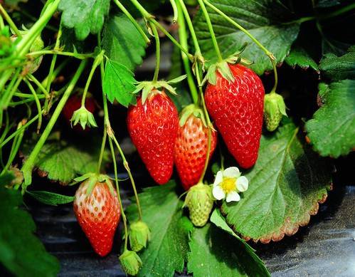 鲜甜诱人的草莓甜点图片