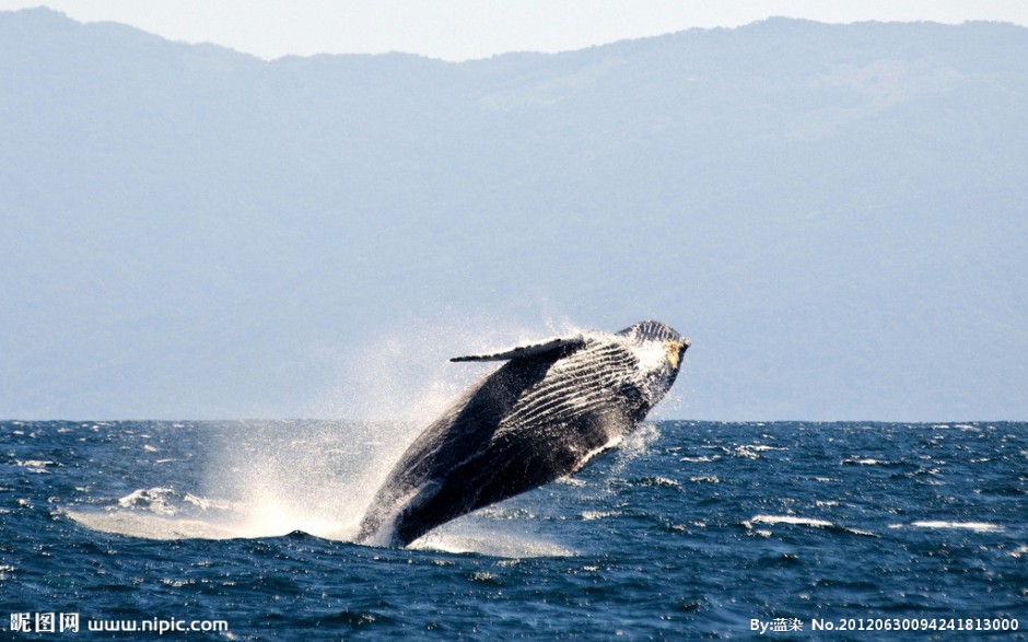 鲸鱼图片跳跃姿态优雅壮观
