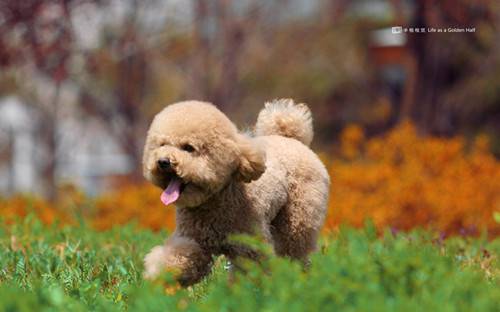 泰迪犬的幸福生活萌图秀