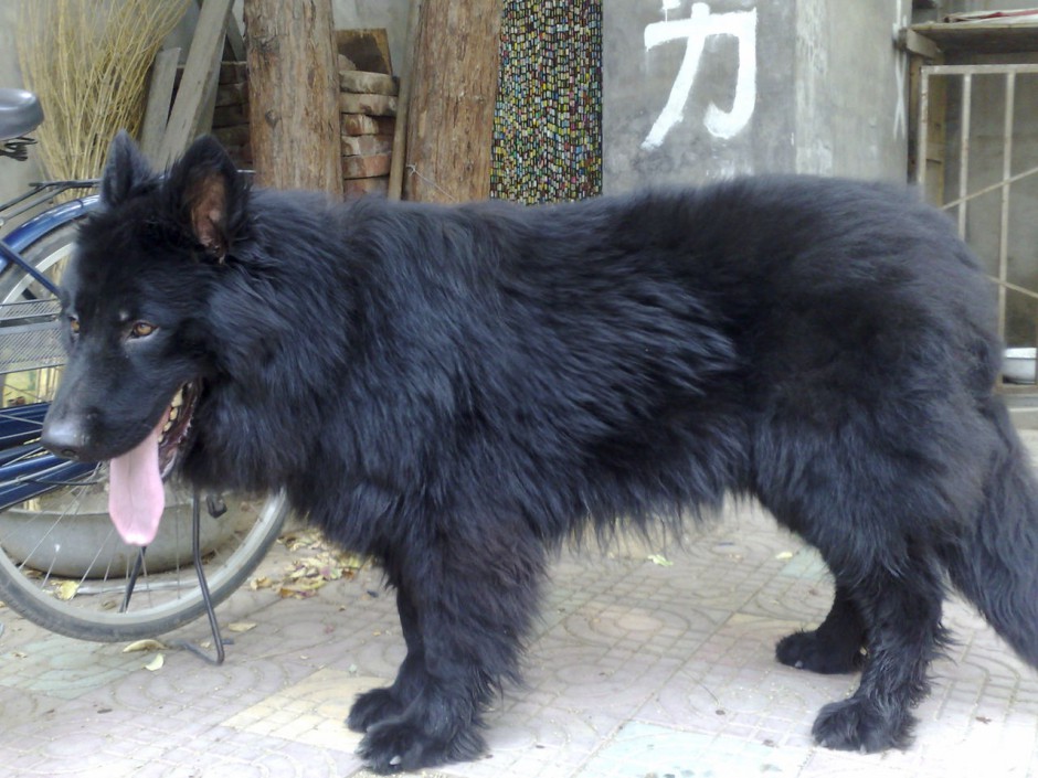 健壮结实的小黑熊犬图片