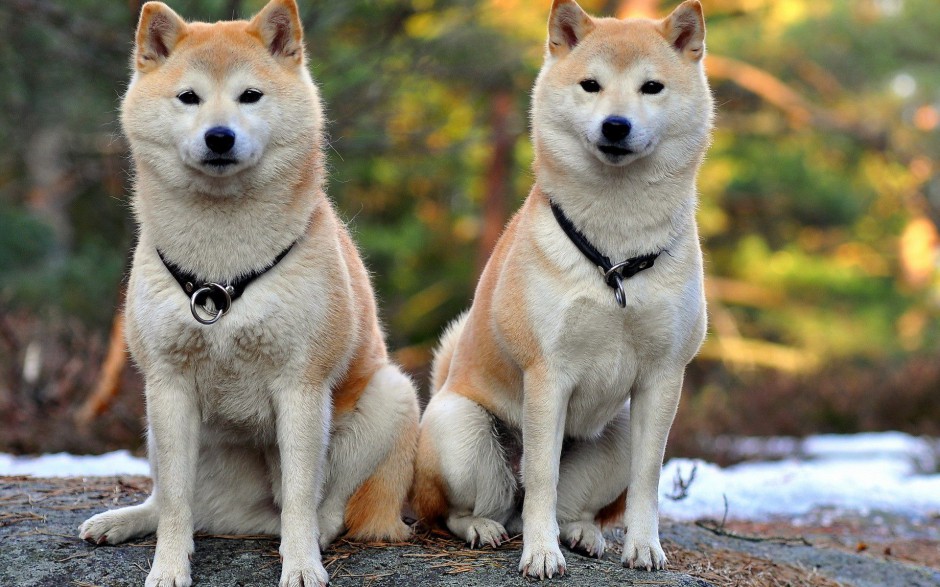 两只可爱的秋田犬照片