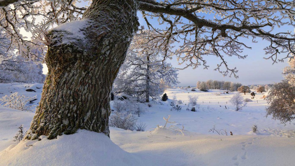 唯美树林雪景风景图片清新迷人