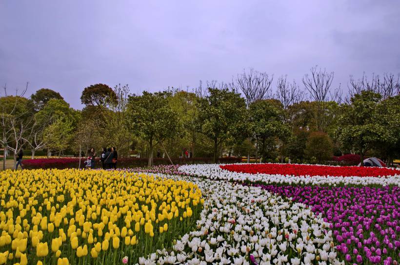 上海鲜花港风景高清图片欣赏