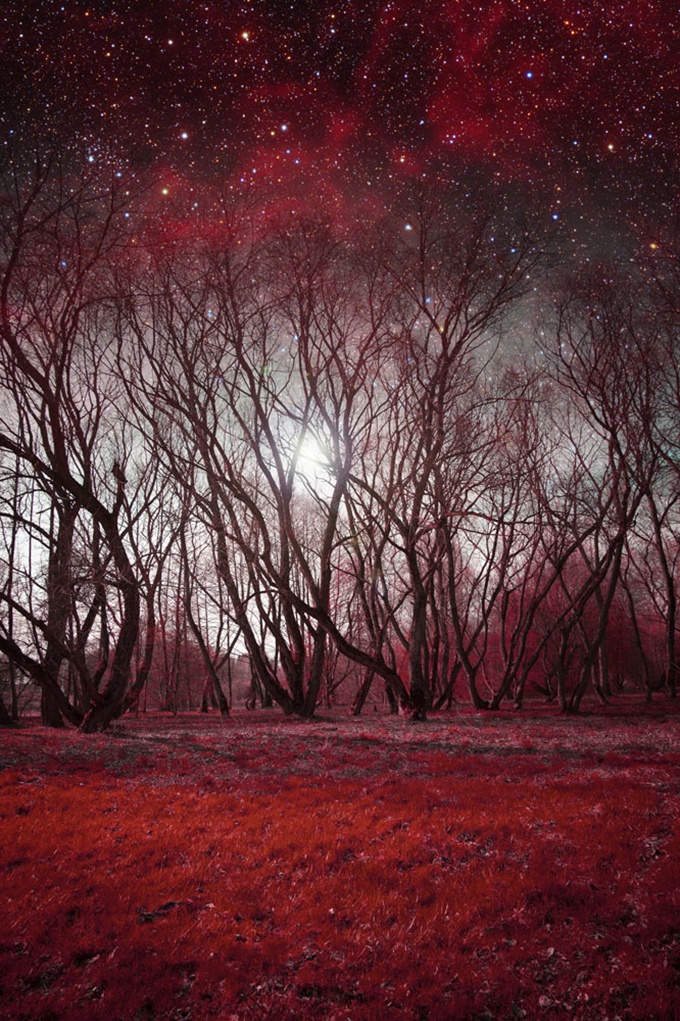 浪漫红树林静谧星空风景图片