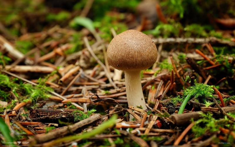 大自然里的蘑菇高清图片合集