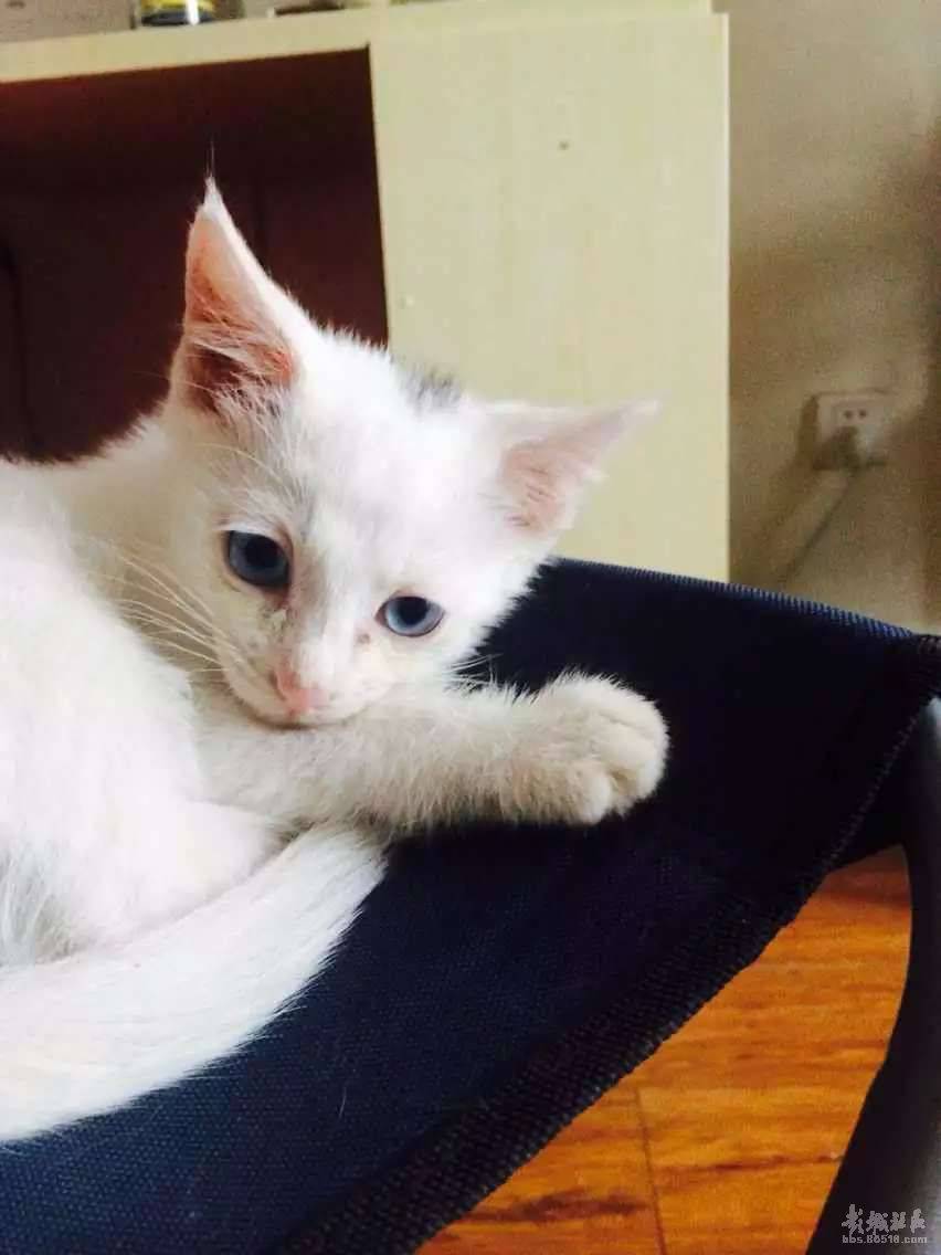 超萌蓝眼白猫懒洋洋图片