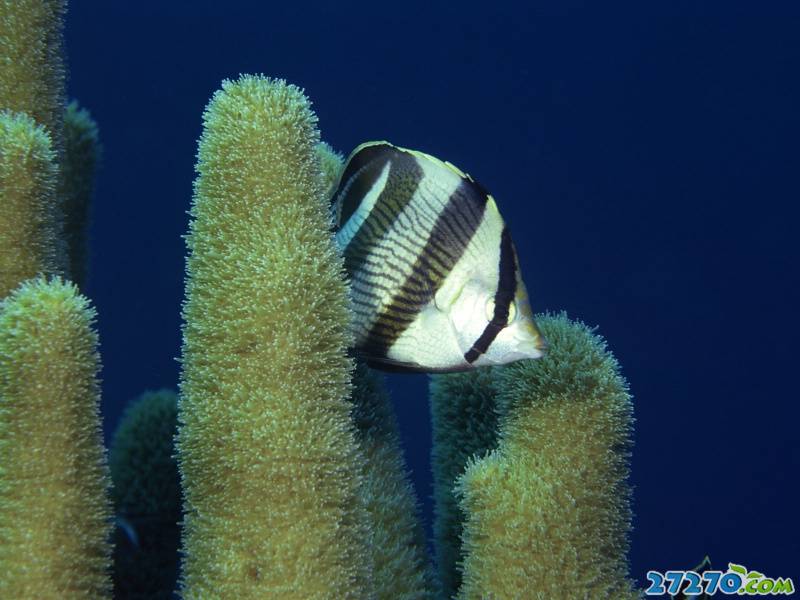 特写海底生物 海底的世界