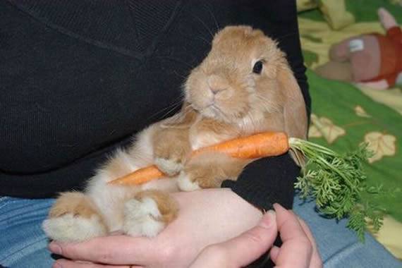 可爱的兔子抱胡萝卜内涵图