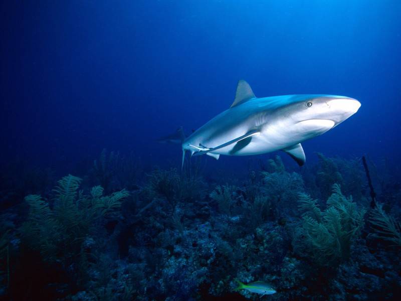 鲨鱼乌贼海底世界高清生物图片