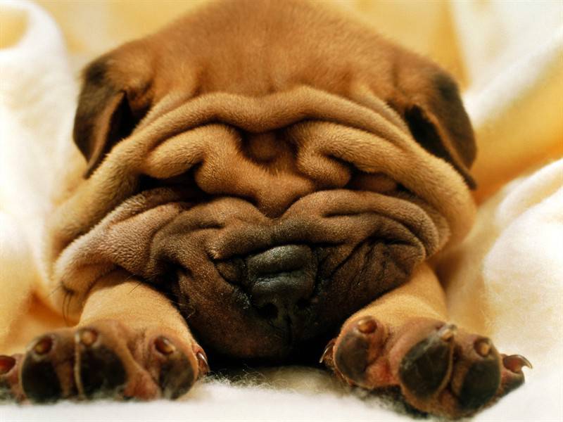 巴哥犬等中小型宠物狗图片合集