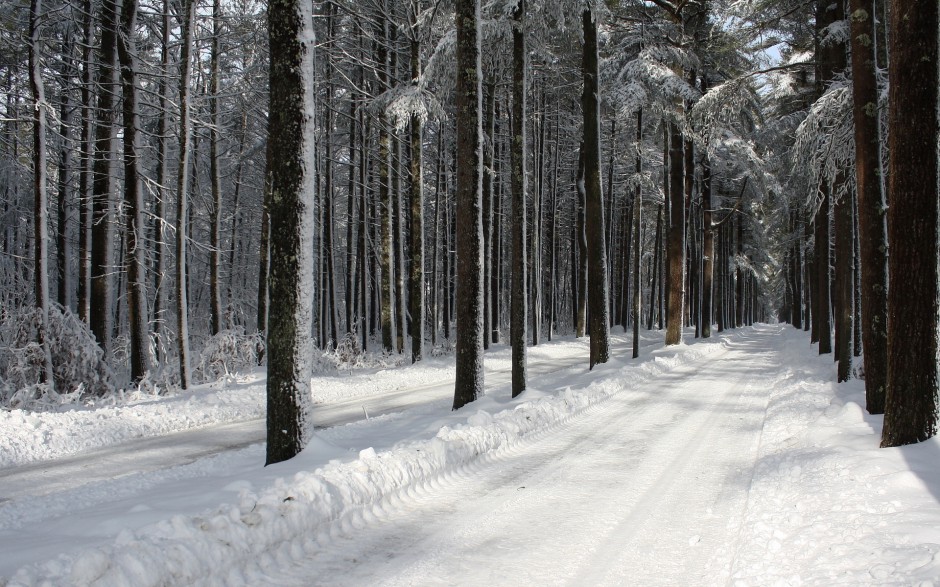 乡村林间冰雪覆盖的道路唯美图片