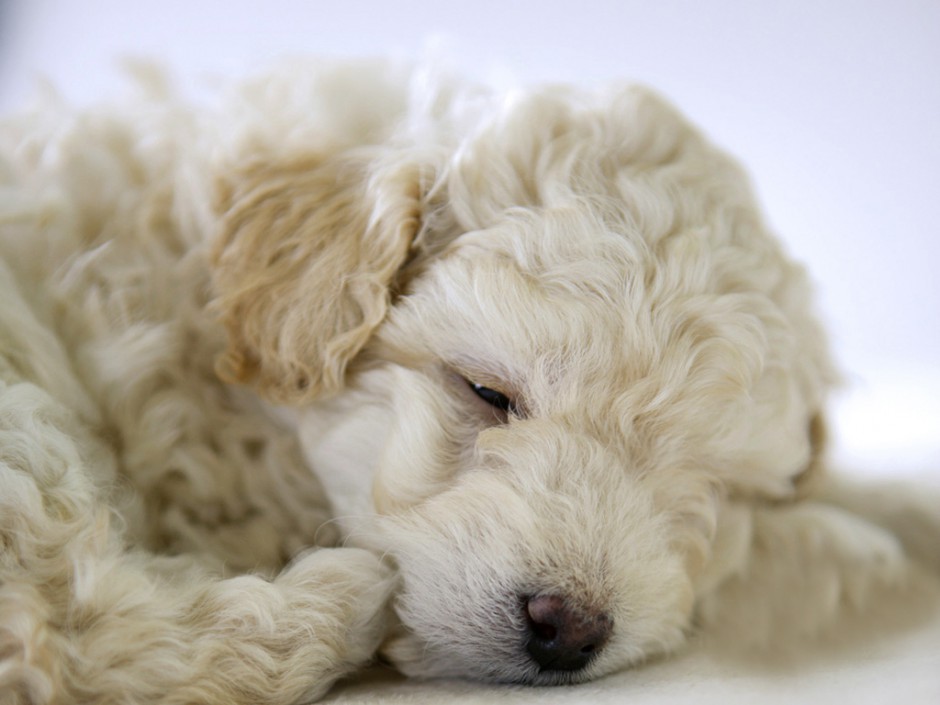 买萌小白狗图片 沉睡的白色贵宾犬