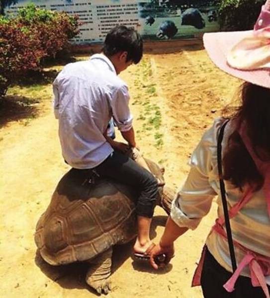 毛里求斯国宝象龟遭游客骑乘