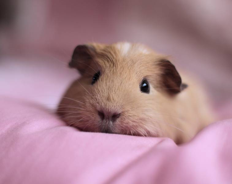 超可爱小动物荷兰猪图片欣赏