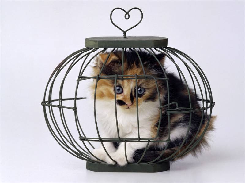 家养宠物猫咪高清动物图片
