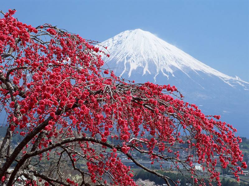 美妙绝伦的富士山下风光高清壁纸