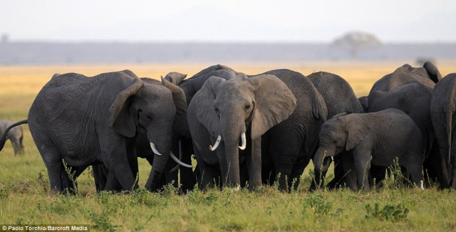 大象围成一圈保护母象分娩