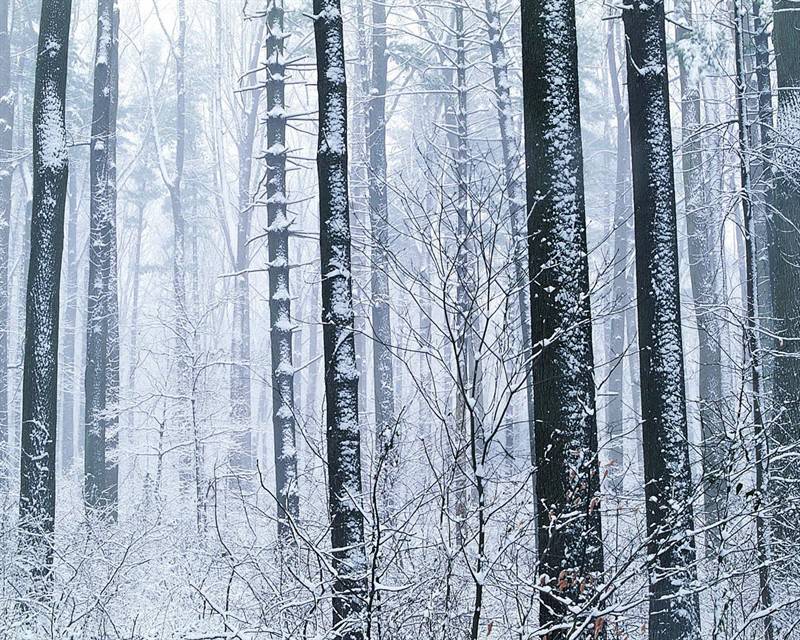 冰雪覆盖的高山树木图片