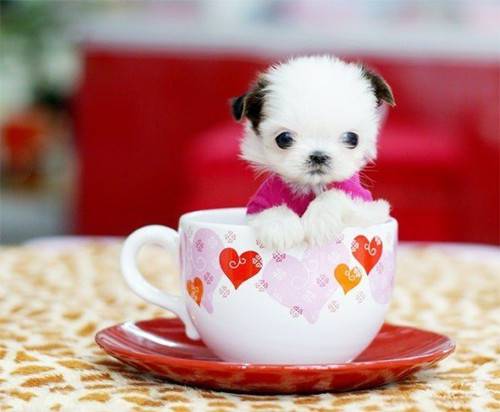超级萌的宠物茶杯犬美图