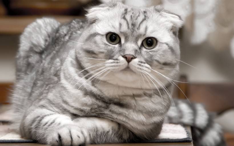 超萌猫咪图片 逗趣的苏格兰折耳猫