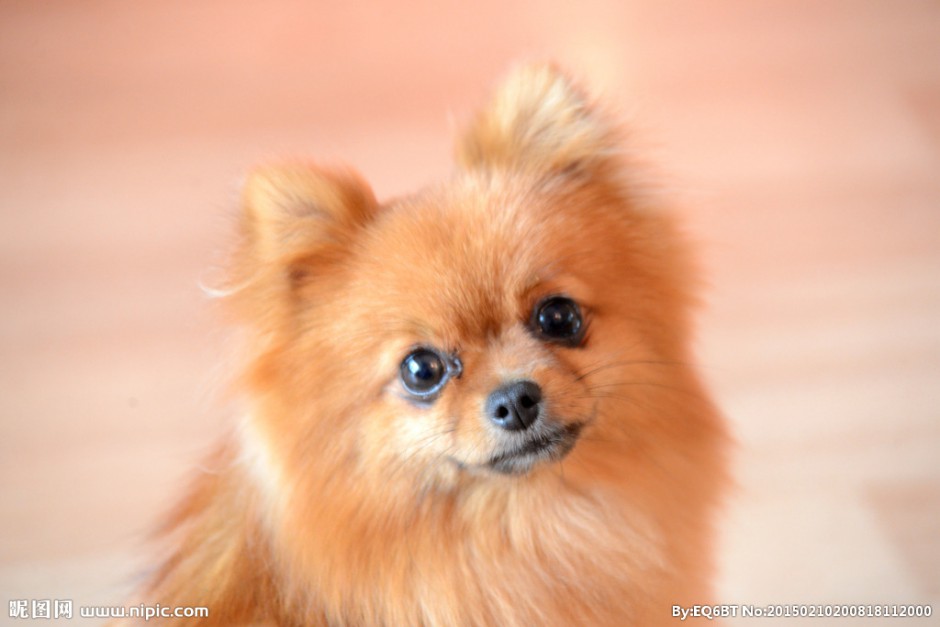 温顺的棕色博美犬可爱图片