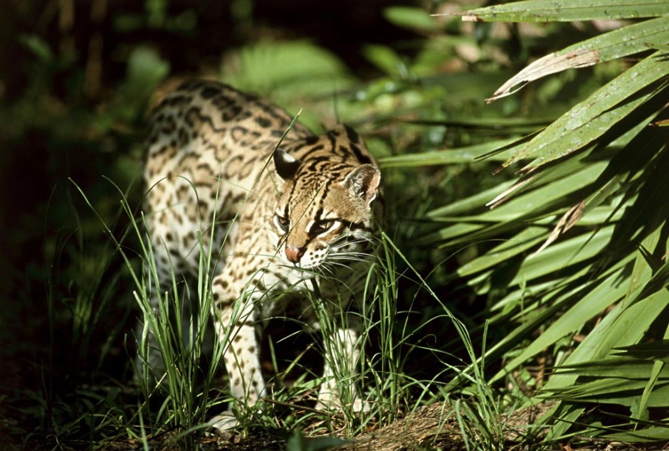 纯种孟加拉豹猫野外栖息图片