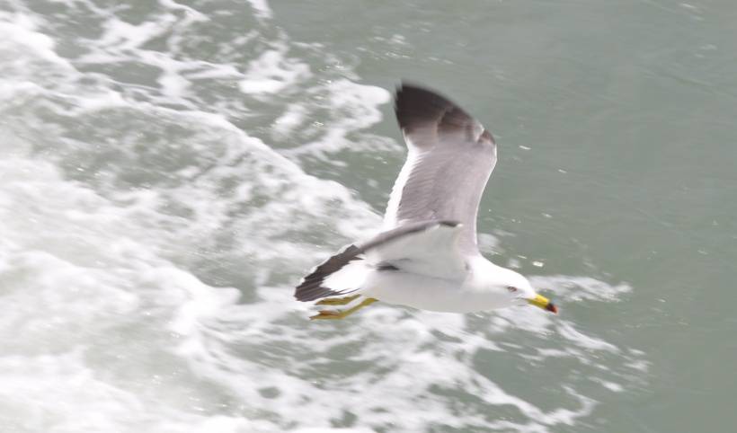 海鸥唯美高清图片