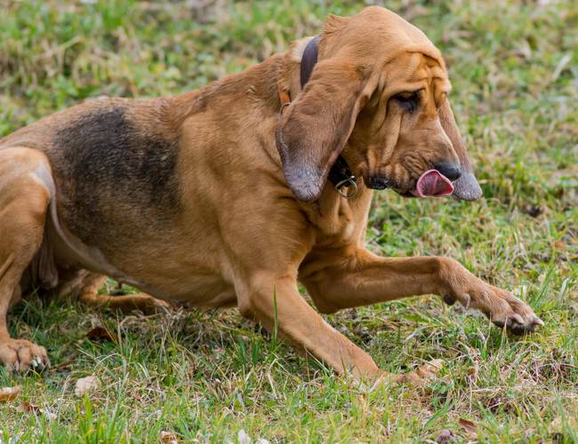 纯种寻血猎犬草地慵懒休闲图片