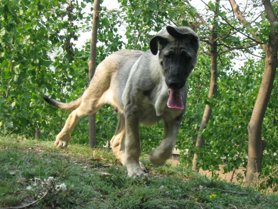 小狼青犬户外顽皮嬉戏图片