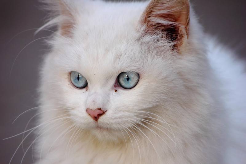普通蓝眼白猫认真严肃的图片